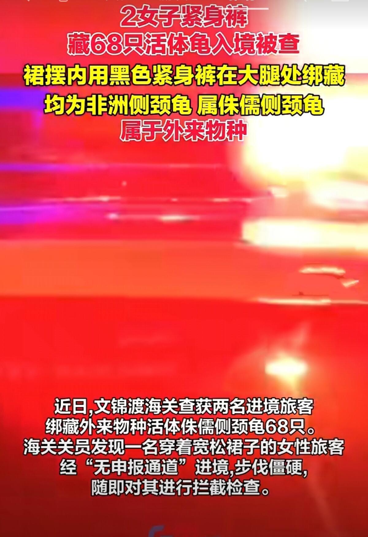 这事儿简直能拍成荒诞电影——两个女的把68只活乌龟绑在大腿上想混过海关，结果因为