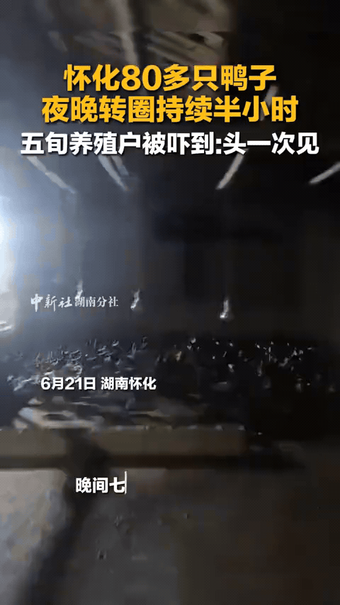湖南怀化蒲先生夜里去鸭舍，撞见这辈子从没见过的离奇一幕：棚里八十多只鸭子齐刷刷围