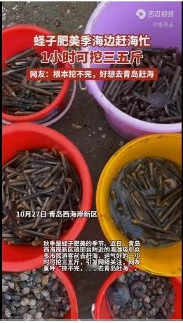 青岛琅琊台海滩惊现“蛏子风暴”!一小时狂挖五斤根本停不下来,网友直呼:这哪里是赶