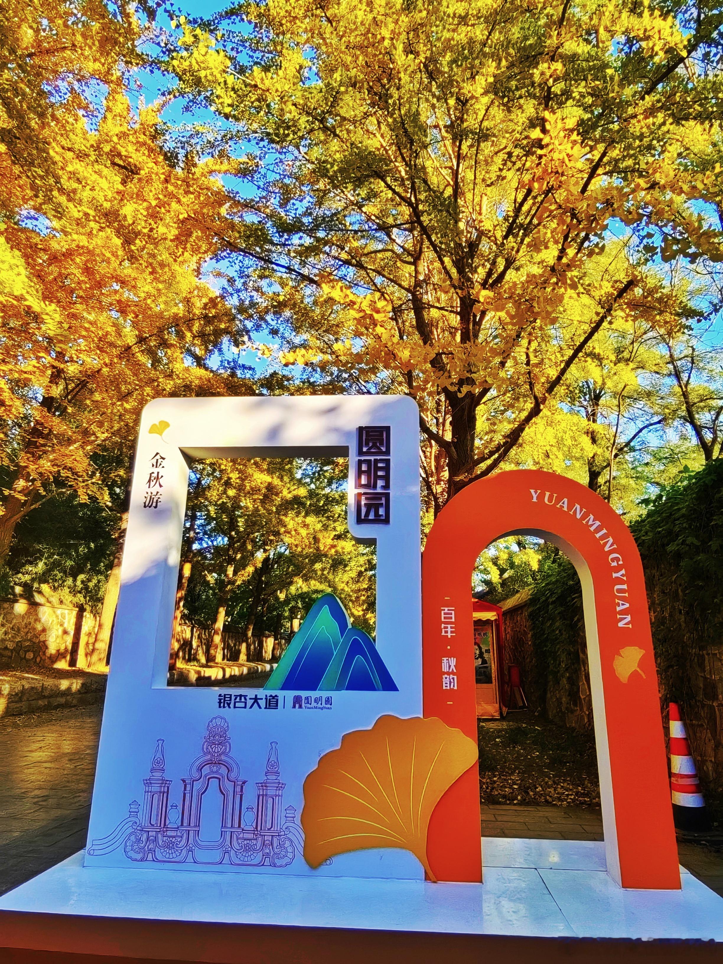  圆明园银杏大道2025.11.1北京你好摄影   ​​​