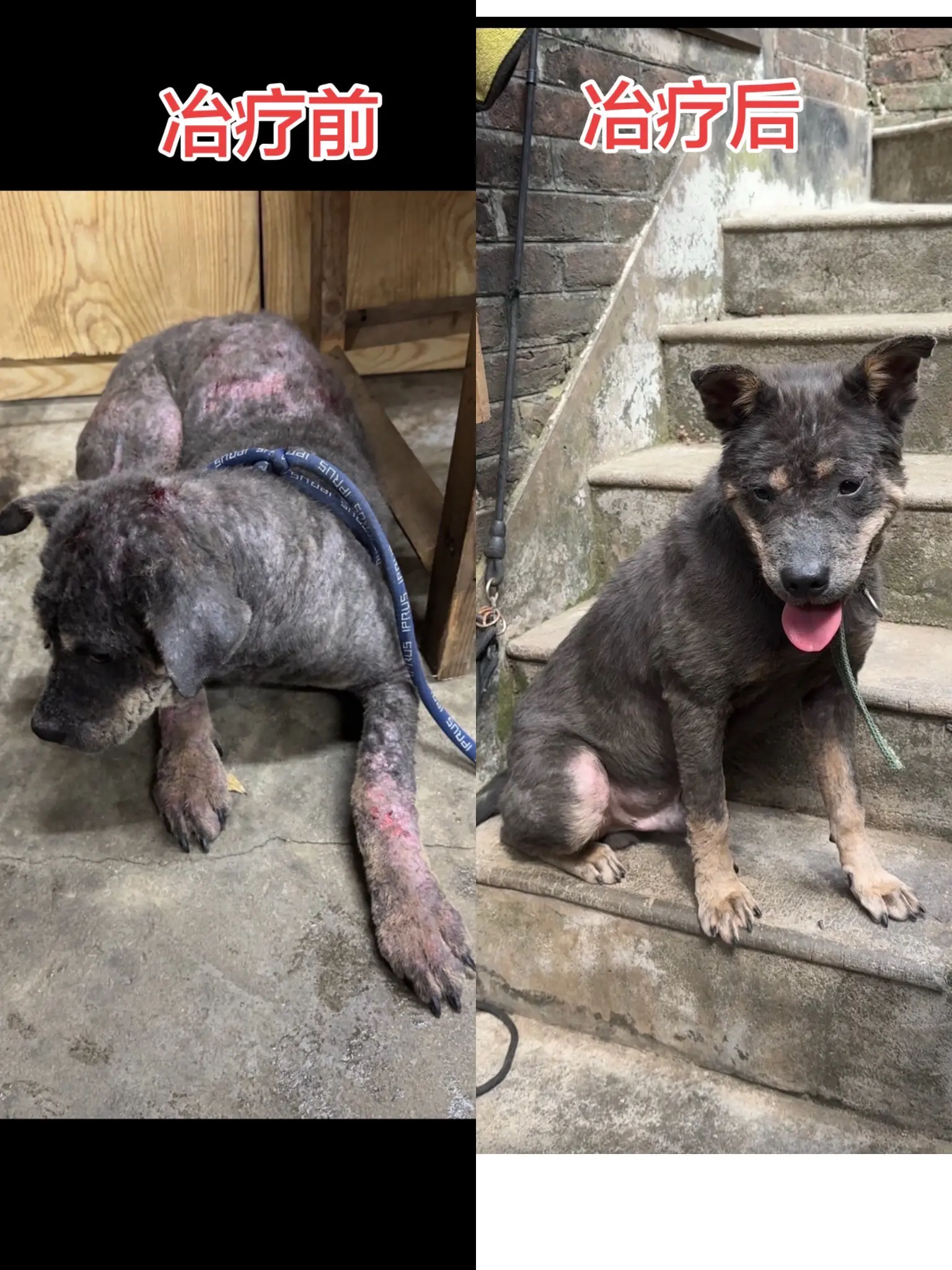 无论怎么忙，每个月记得给狗狗猫咪做内外驱虫，因为皮肤病会交叉传染，如果...