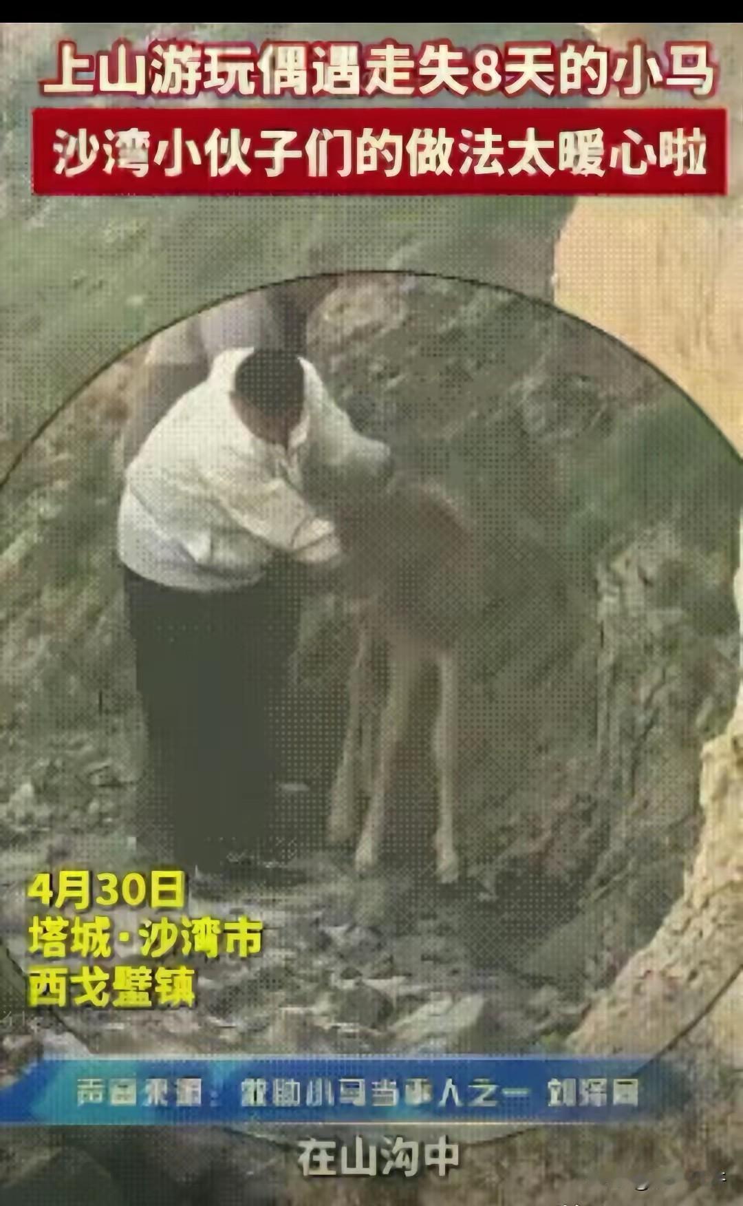 太感动了！新疆塔城•沙湾市，一小伙上山游玩时捡到一匹走失8天的小马，饿到皮包骨，