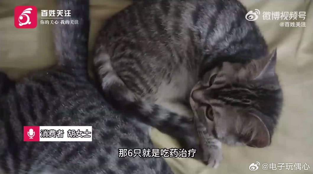 多款猫粮猫条检出有害物质多款热销猫粮猫条检出有害物质，长期喂食易引发肝肾损伤、肠