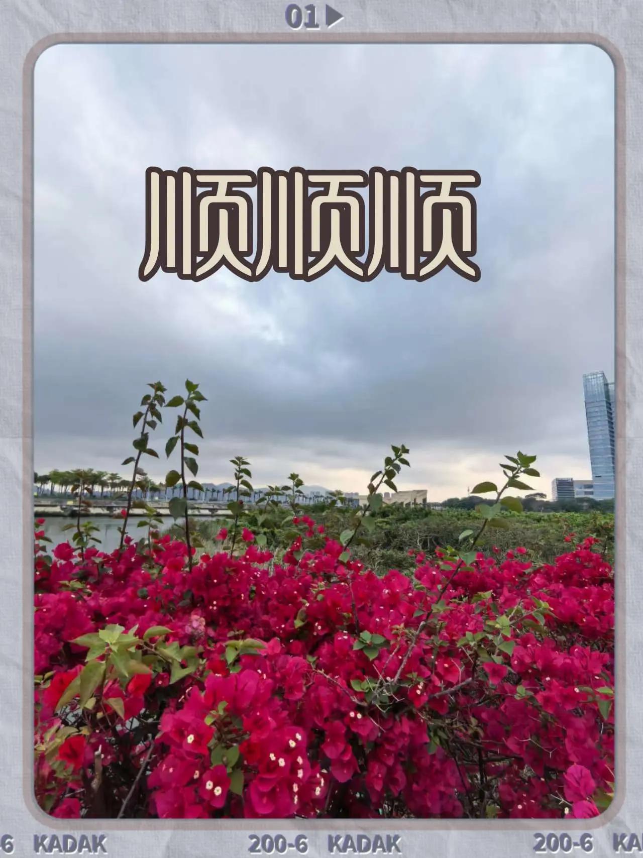 顺顺顺。晒晒你拍的奇特的树记录身边的自然奇观随手拍大自然的奇观图文热点来了