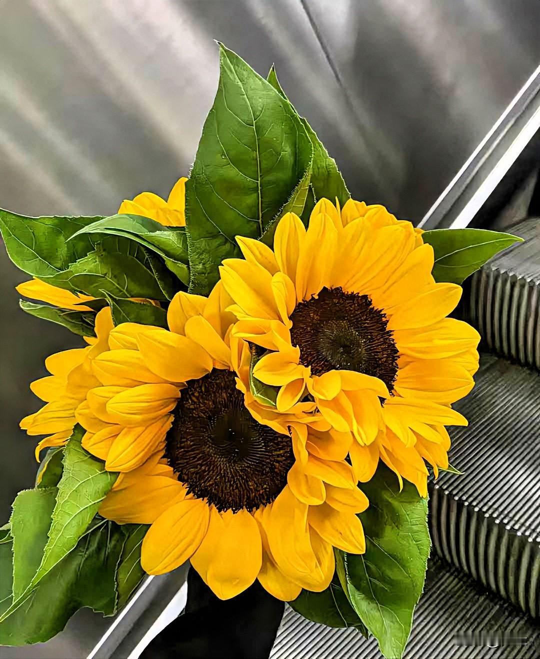 秋有三五七言，我有几朵浪漫！只想把自己养得越来越快乐，至于其他越来越不太