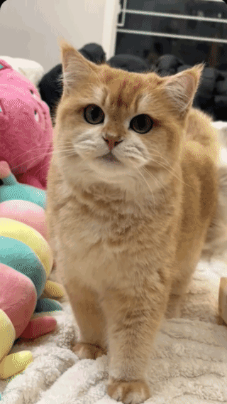 心眼多的猫咪！