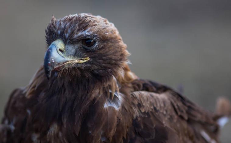 蒙古老汉救助一只受伤的老鹰，一年后老鹰回来把老汉的孙子给叼走了。这事在草原上