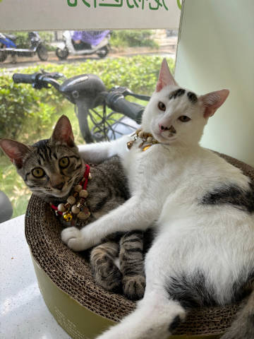 小猫真的太可爱了吧…他们干啥都很萌的样子，…我每次看小树和聚聚的时候感...