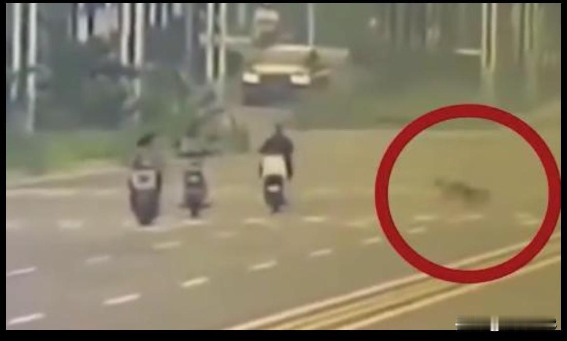 令人气愤，女子骑行被狗撞倒身亡，丈夫突发脑干出血至今昏迷，狗主人否认养狗，将狗打