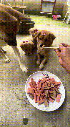 真的被这只有分寸感的狗妈妈圈粉了！主人端来满满一盘火腿，准备喂狗妈妈和一群
