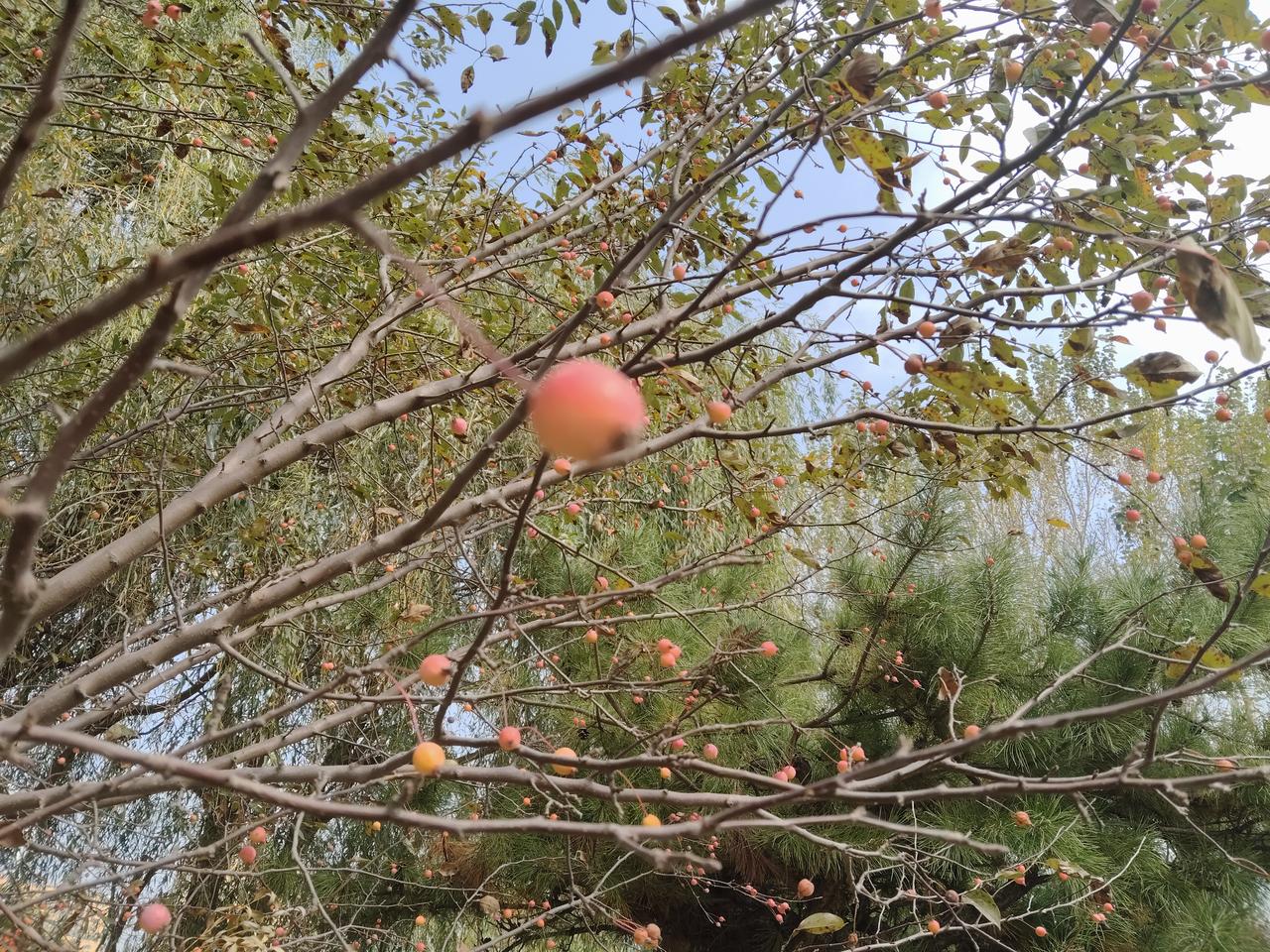 这甲流来势汹汹！我们这里孩子得甲流的挺多，亲戚家的几个孩子都中招了，高烧不退