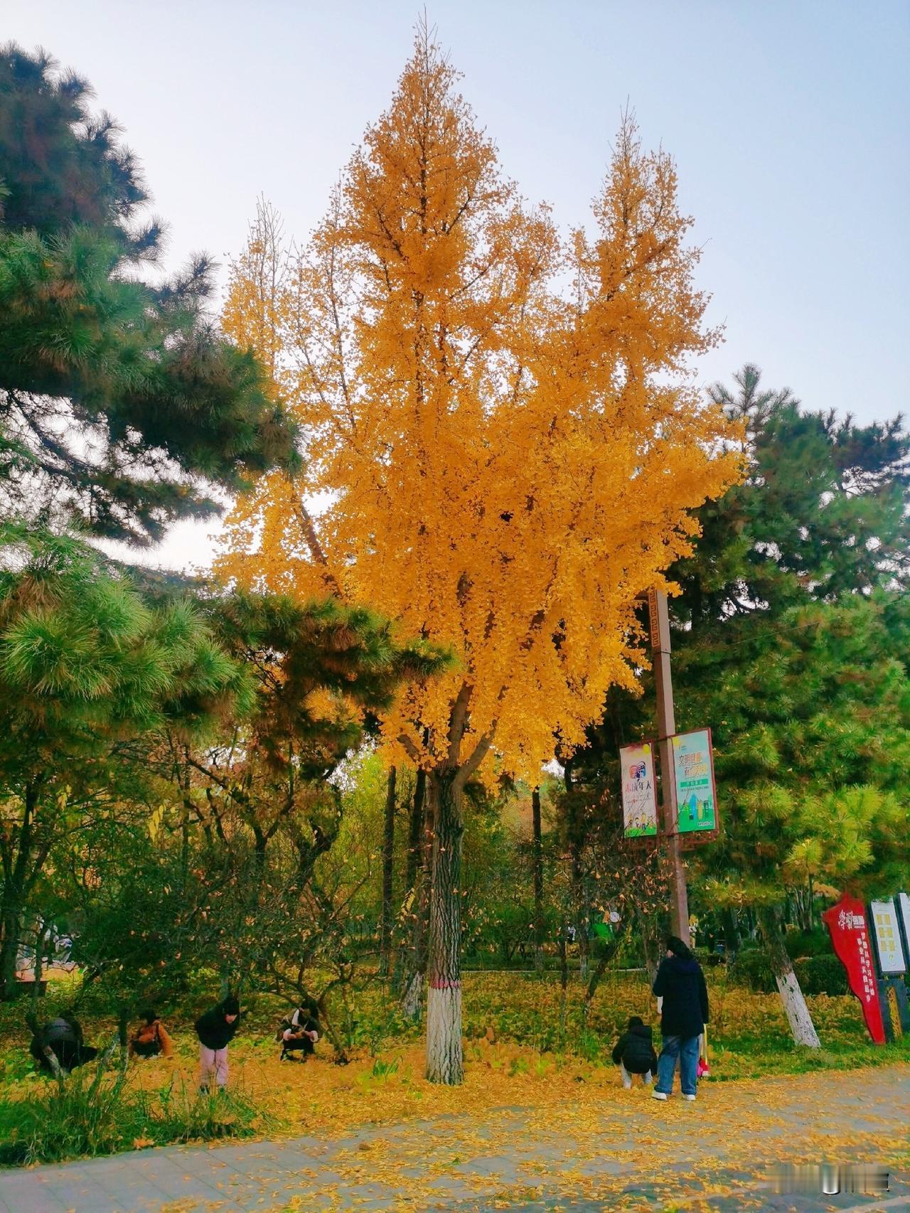 今天下午去竞秀公园看秋色，从南门刚进门就看见长满黄叶的银杏树。本想着先去竞秀书院