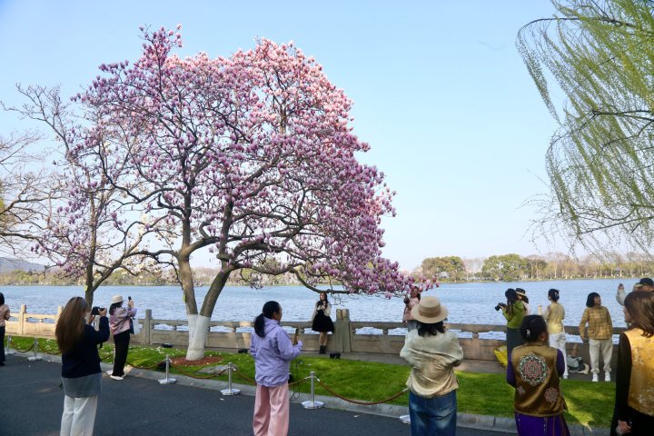 找地方“摊着”, 不只喝茶嘎简单, 是杭州人对这个季节的最大敬意