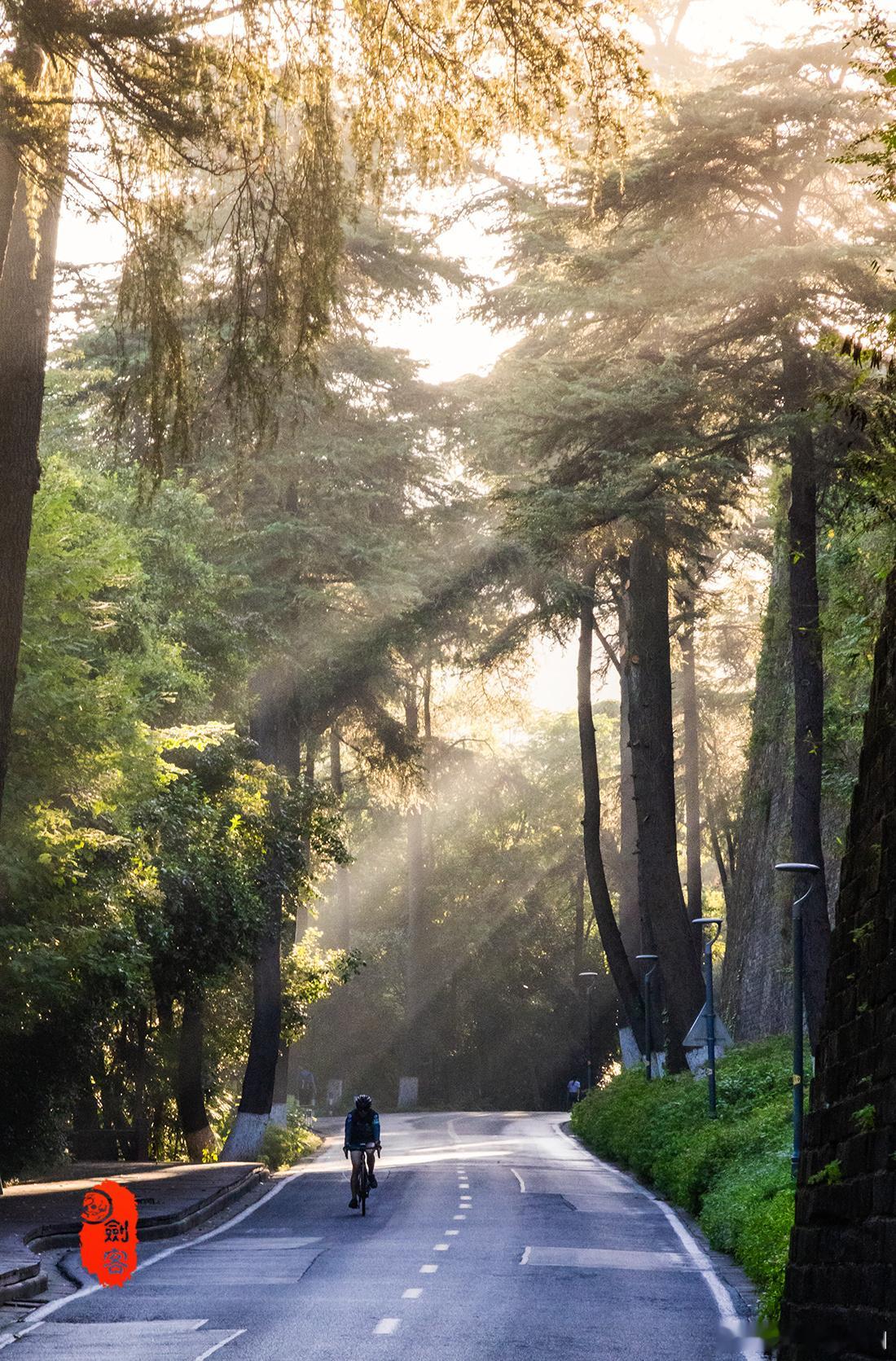 极美南京，早安南京！晨光里的林荫大道（钟山名胜风景区-陵园路-梧桐大道）南京读城记你会反复爱上南京我