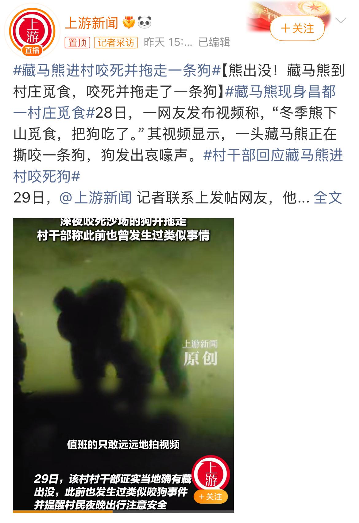 看了那个视频，心里真不是滋味。夜晚的沙场里，一头藏马熊死死咬住一条狗，狗的哀嚎声