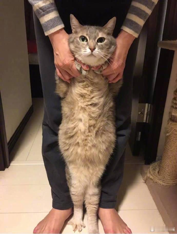 知道了，猫和猫头鹰确实是近亲！