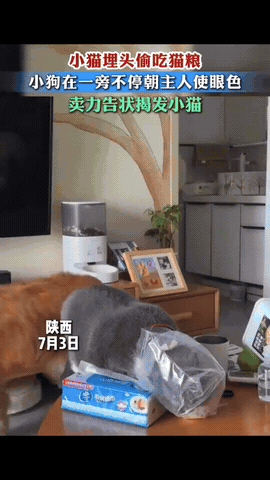 友谊的小船说翻就翻！陕西一只小猫埋头偷吃猫粮，狗狗看到后没有吼叫，而是偷偷跑到主