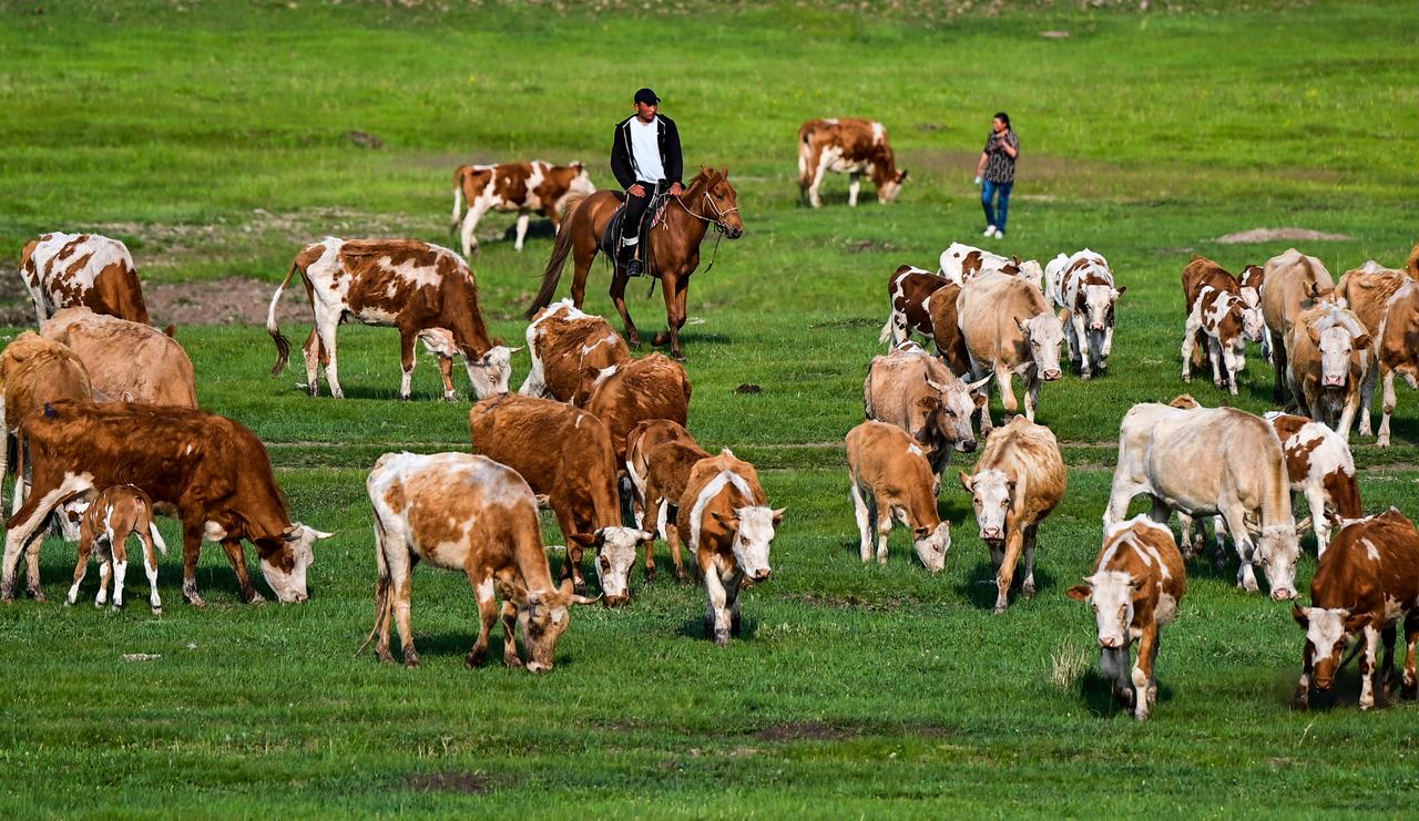 中国牛羊肉贵是因为我们的自然环境不适合生长牧草？其实不是，是因为养的人少。大概十