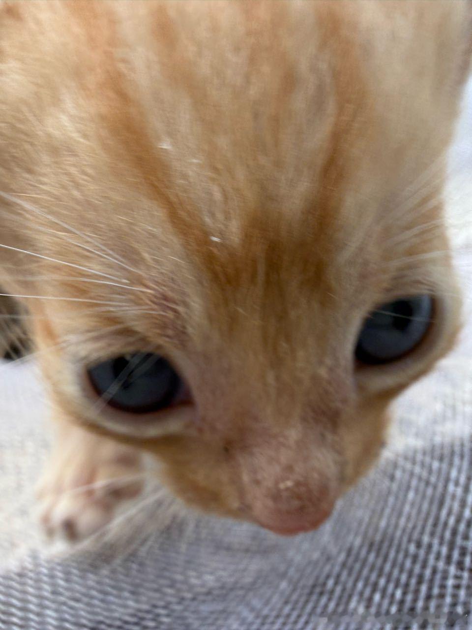 49964【丑猫】外星咪