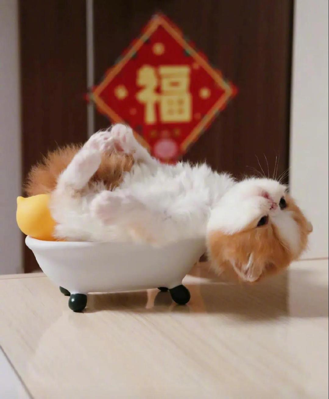 一碗小猫，一碗满满的！