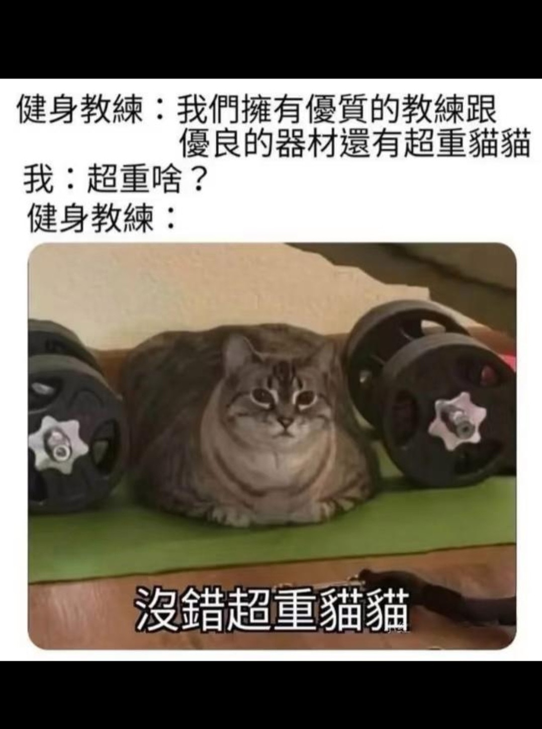 是超重猫猫
