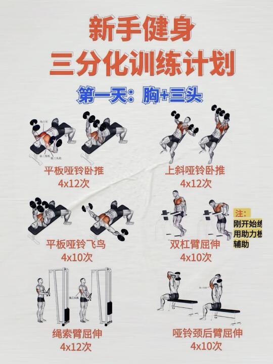 新手健身三分化训练计划！