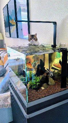 乖乖嘞，恁瞅瞅这只小猫，可真是个调皮捣蛋鬼！天天守着鱼缸不挪窝，主人都快管不住它