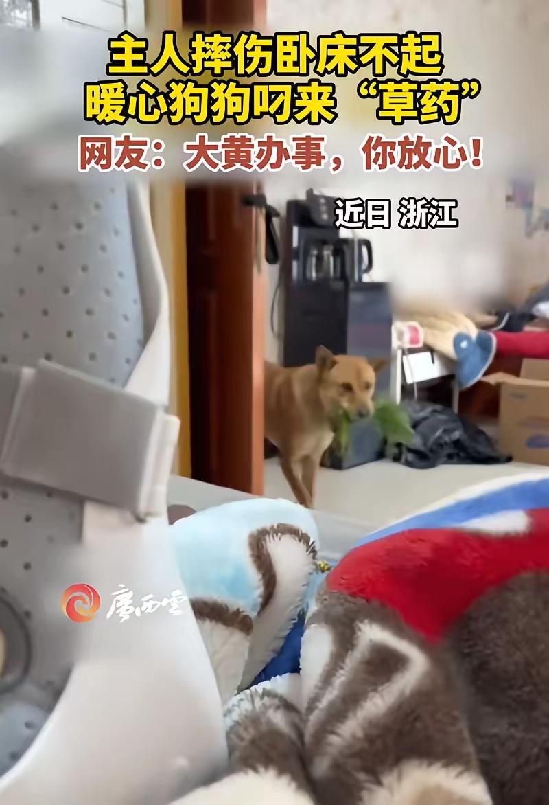 不愧是老祖宗严选！”浙江，一男子摔伤在家养伤，家里的大黄见主人卧床不起，竟然从外