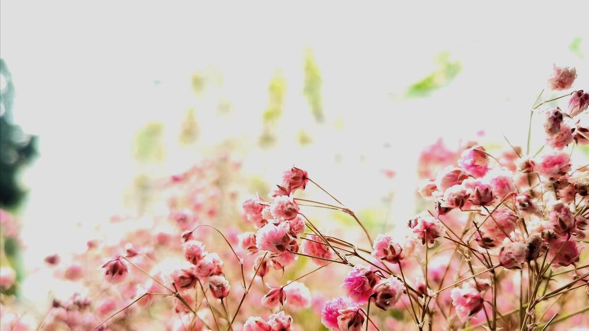 生肖虎、鸡、羊明日运势,5月1日劳动节,谨言慎行,好运渐涨