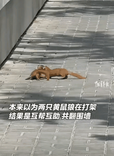 “太有灵性了！”北京一女子逛街偶遇2只黄鼠狼，紧紧抱在一起翻滚，起初她以为它们在