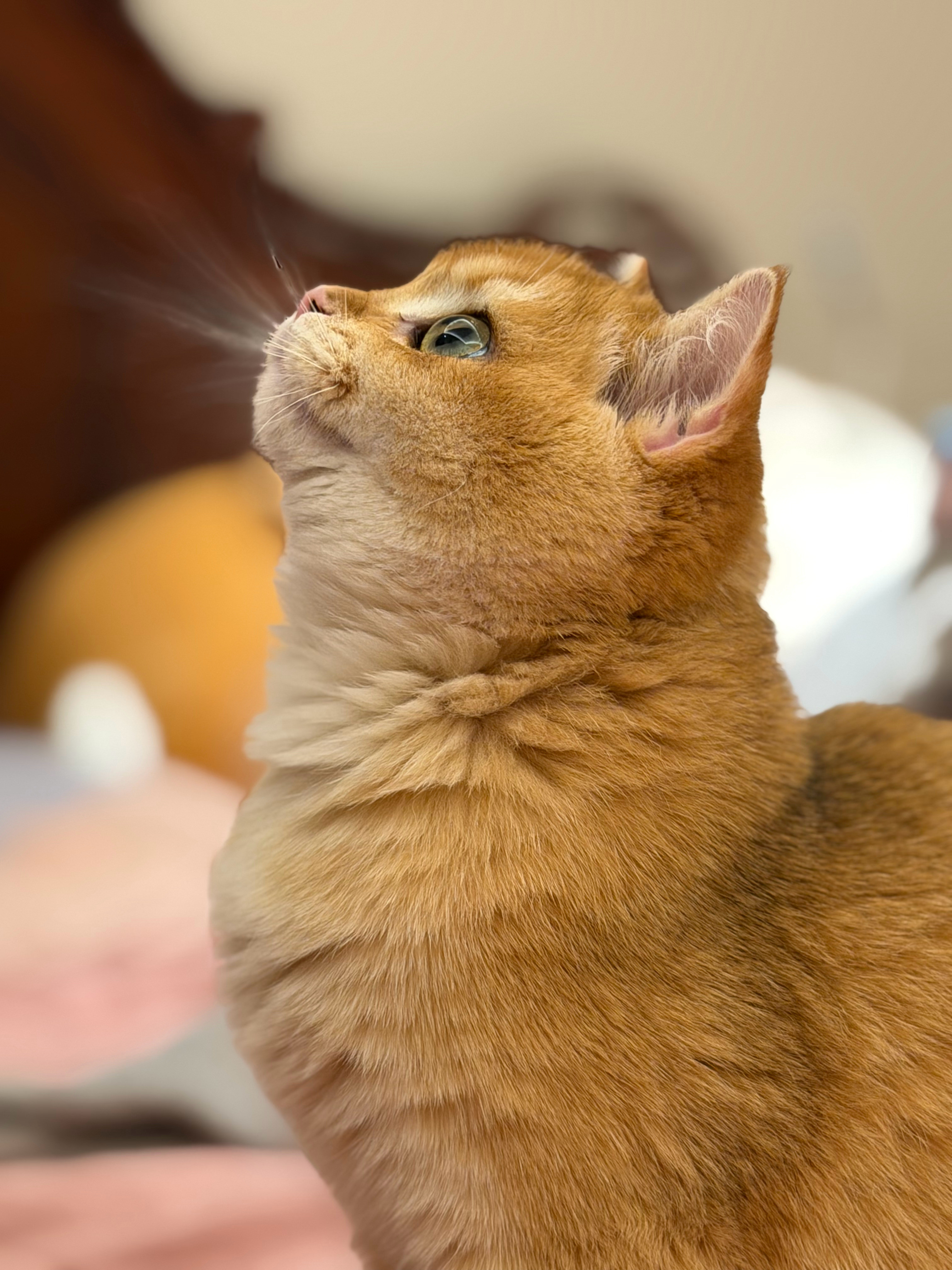 真的有人能看到这个宝宝不拍一百张吗朋友锐评我是她家猫的站姐了🤣🤣