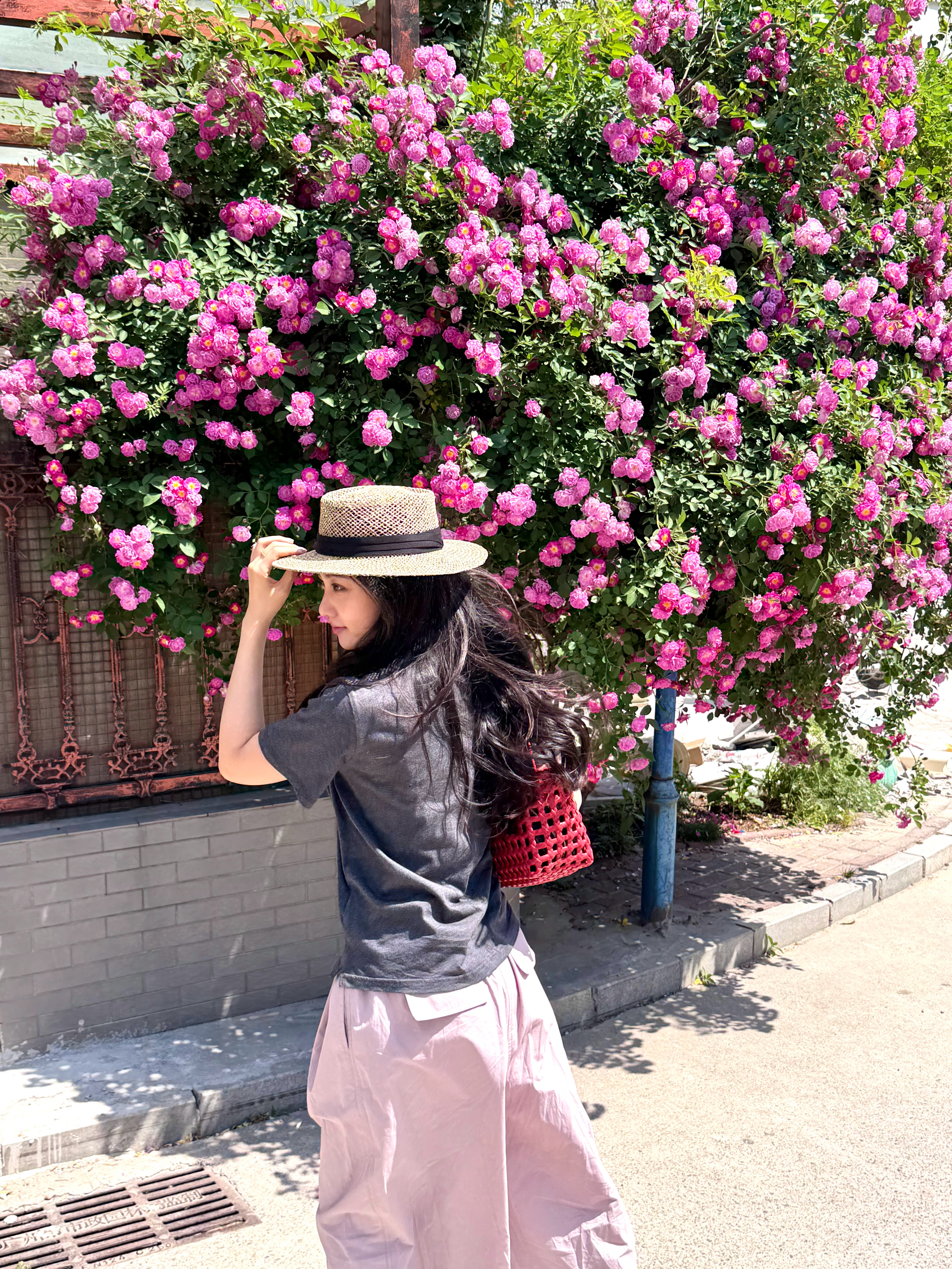 蔷薇花墙太美妙~每一年都要来打卡🌸