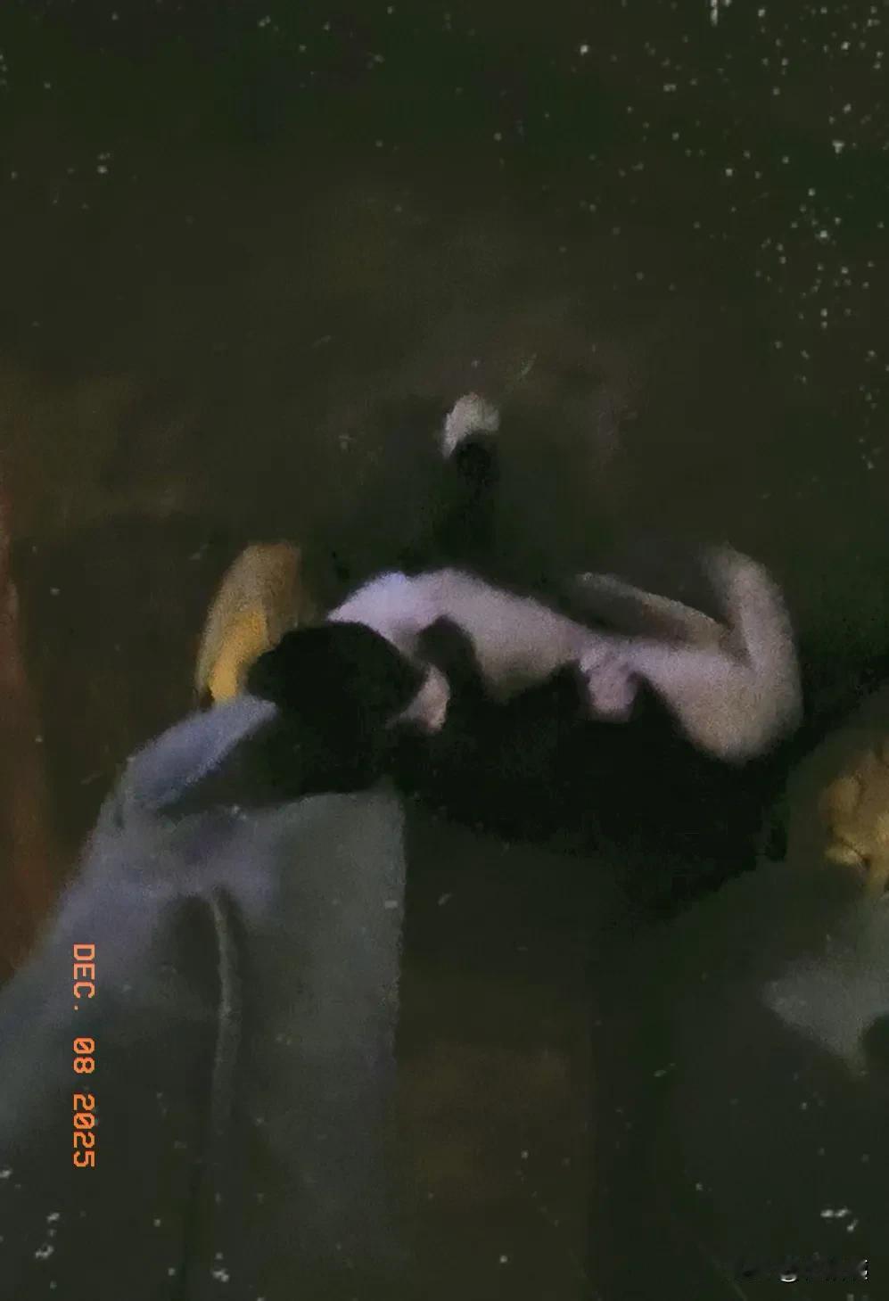 有谁听说过养两只猫不吉利的说法吗？想再一养一只猫，无论什么品种，给家里的这只布