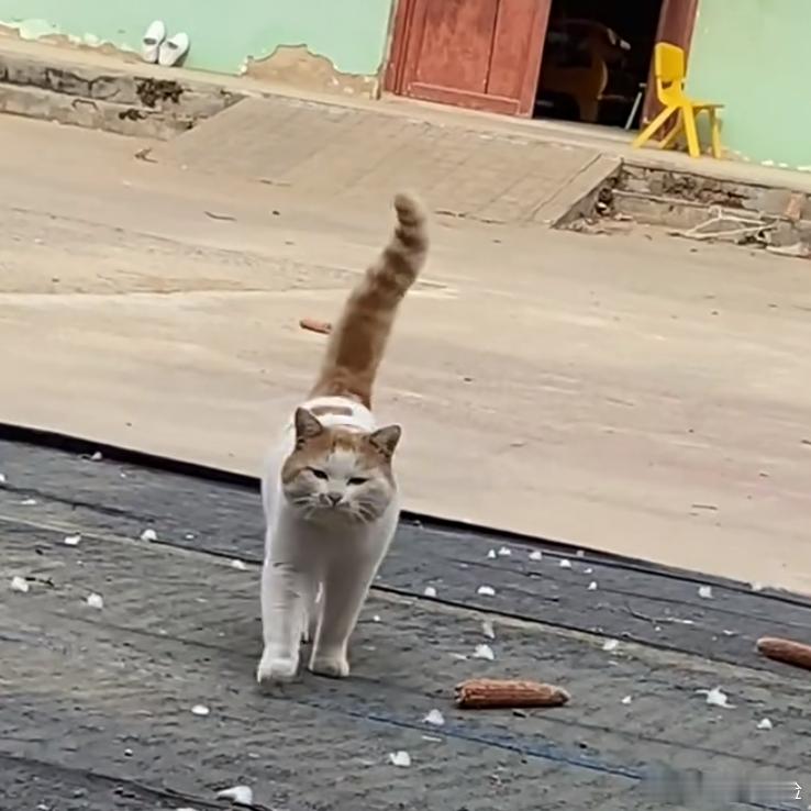 在农村看到这种脏脏猫，千万别可怜它，都是打架打的、钻柴火堆钻的！