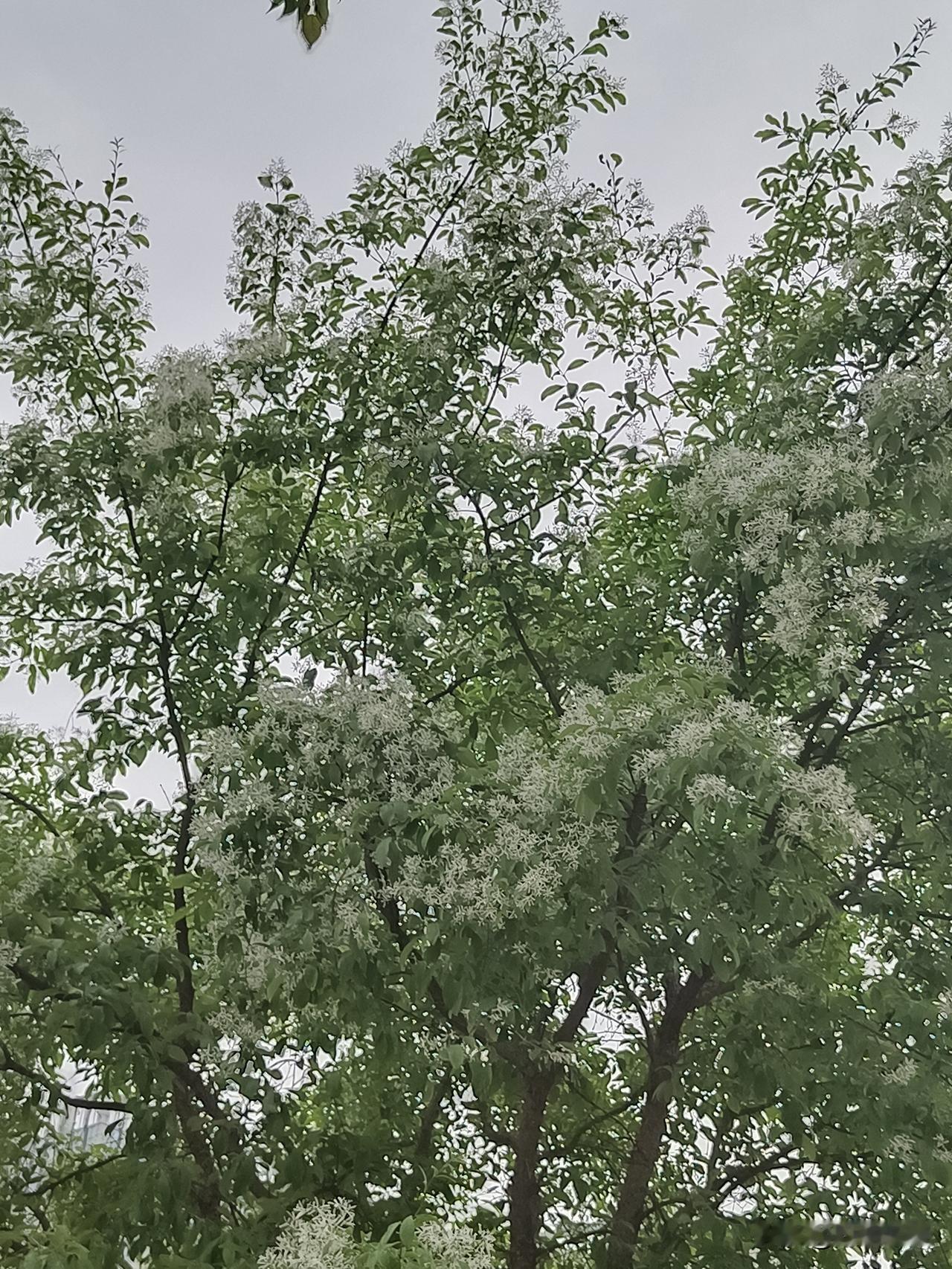 七言绝句·晚春多情自古怜春色，一落海棠生寂凉。满树流苏花似雪，刺槐十里沁新芳