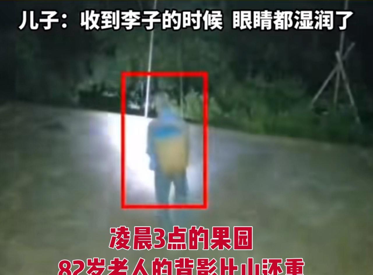 82岁老爹摸黑干苦力，就为儿子尝口“带露的李子”！重庆82岁老爷子，听说“太阳