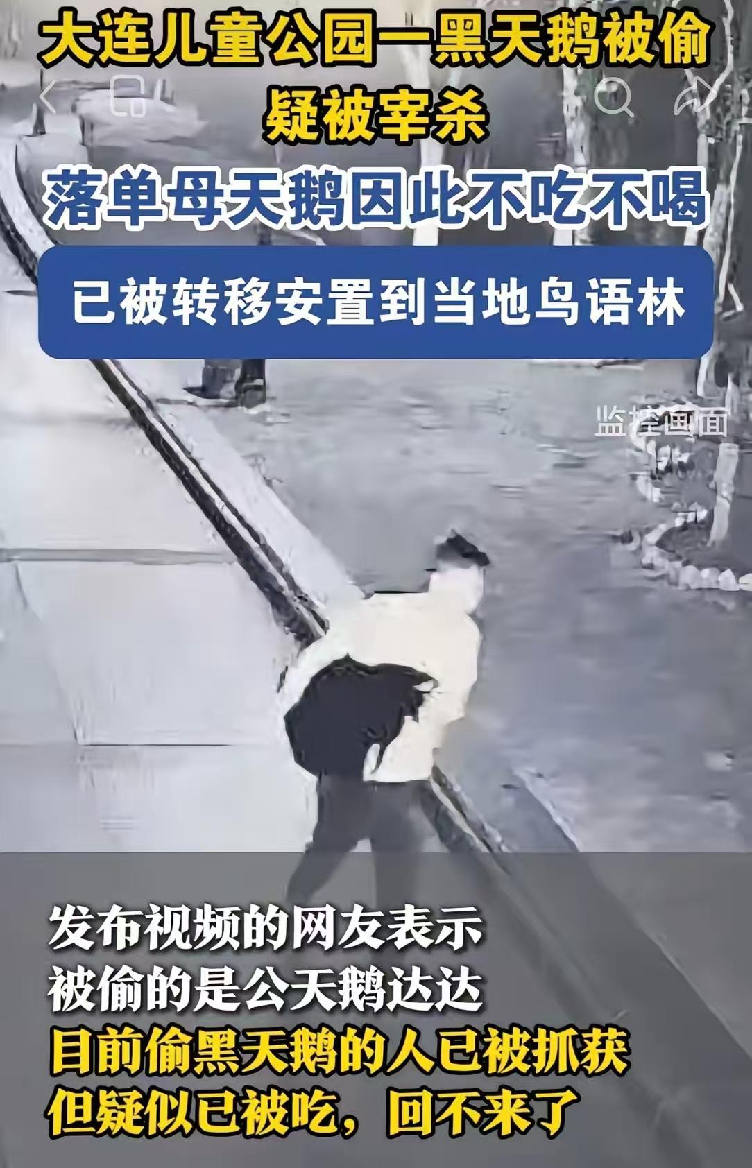 大连那个偷吃动物园黑天鹅的人，抓着了。结果一查，他不光偷了一只黑天鹅，还顺手牵