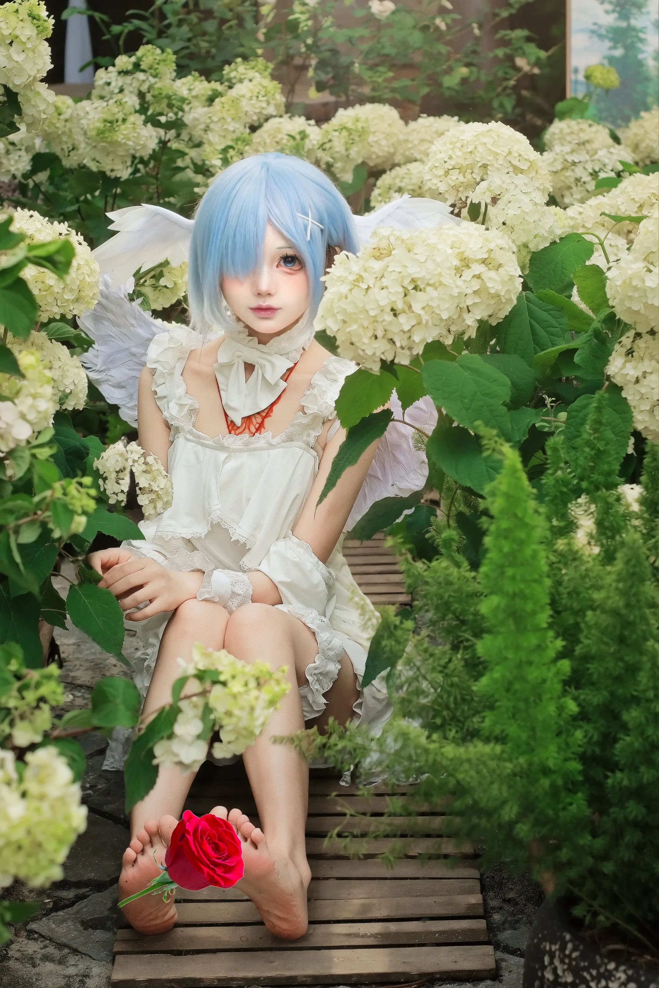 绣球花丛中