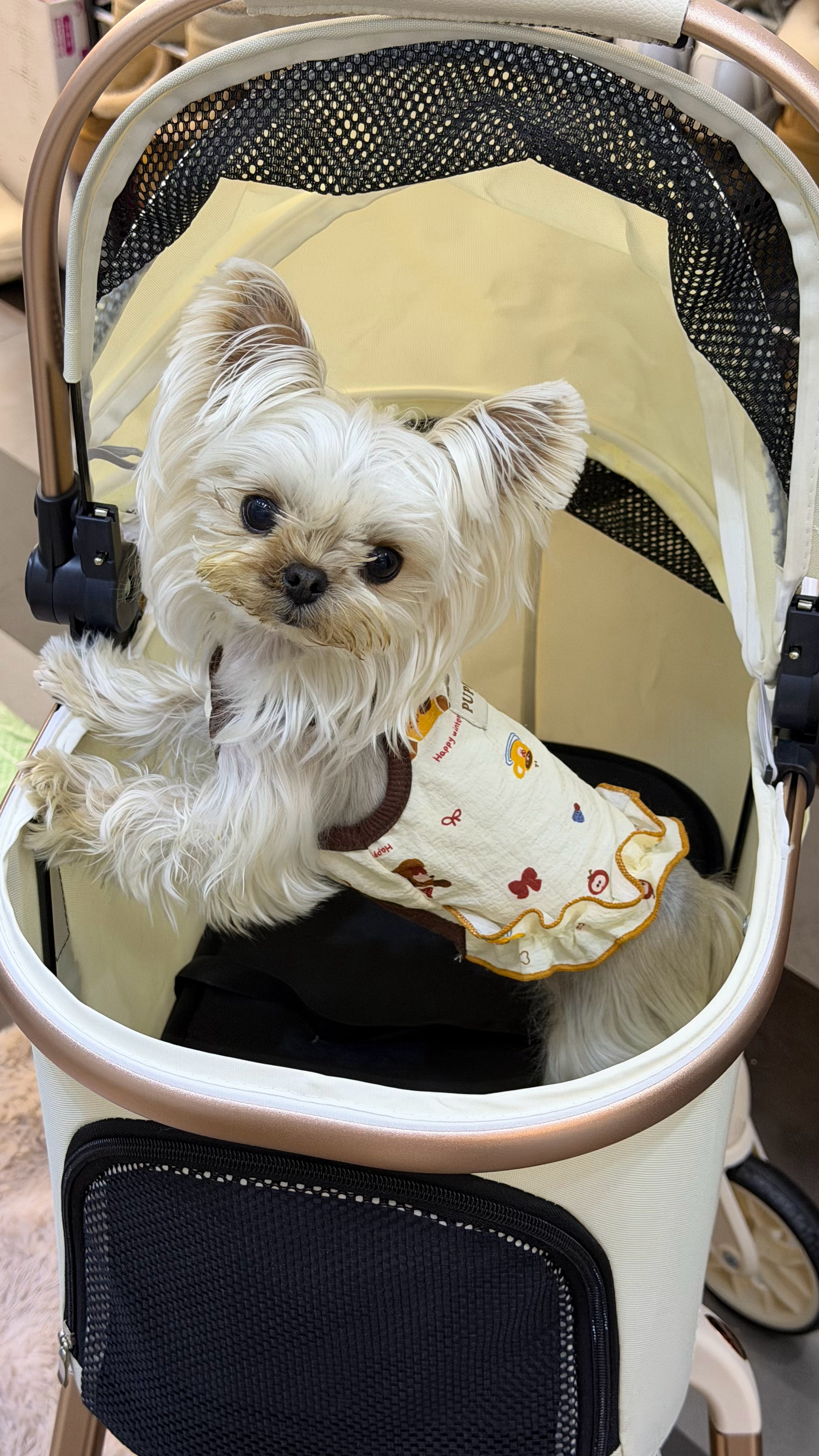 🐟上淘了个宠物推车哈哈刚刚吃完饭的小扎嘴巴脏哦