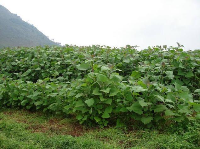 阳台如何种植雪莲果