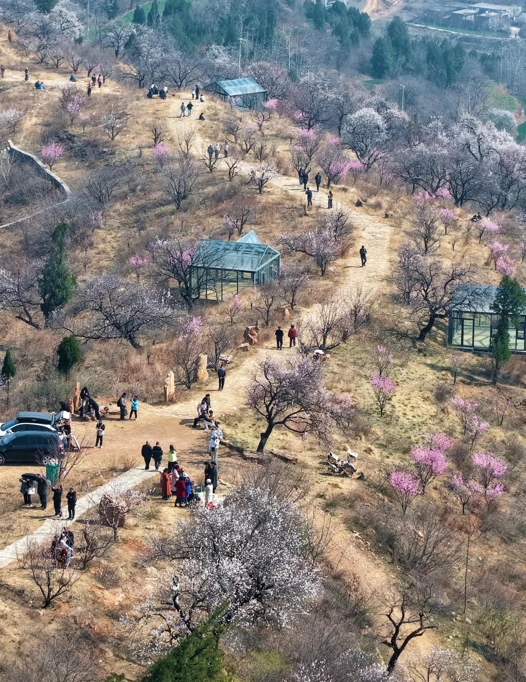 郑州这里的春天夯爆了！太美了！郑州周边zui美杏花村就快到最美的时候了！周末