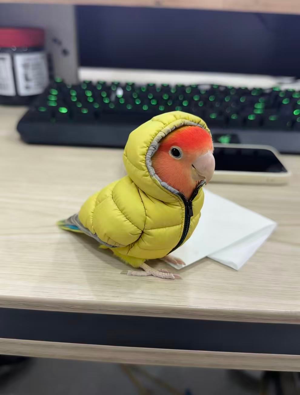 车若初见万物皆可穿羽绒服