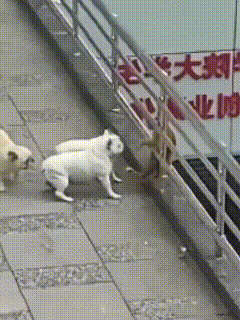 结局出乎我的意料，人心难测！监控视频显示，三只未拴绳的狗围着一只猫咪在狂