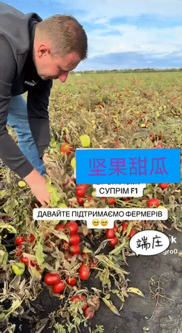 乌克兰种番茄的农民欲哭无泪，边境目前被封锁，尼古拉耶夫的番茄只能烂在地里，他将破