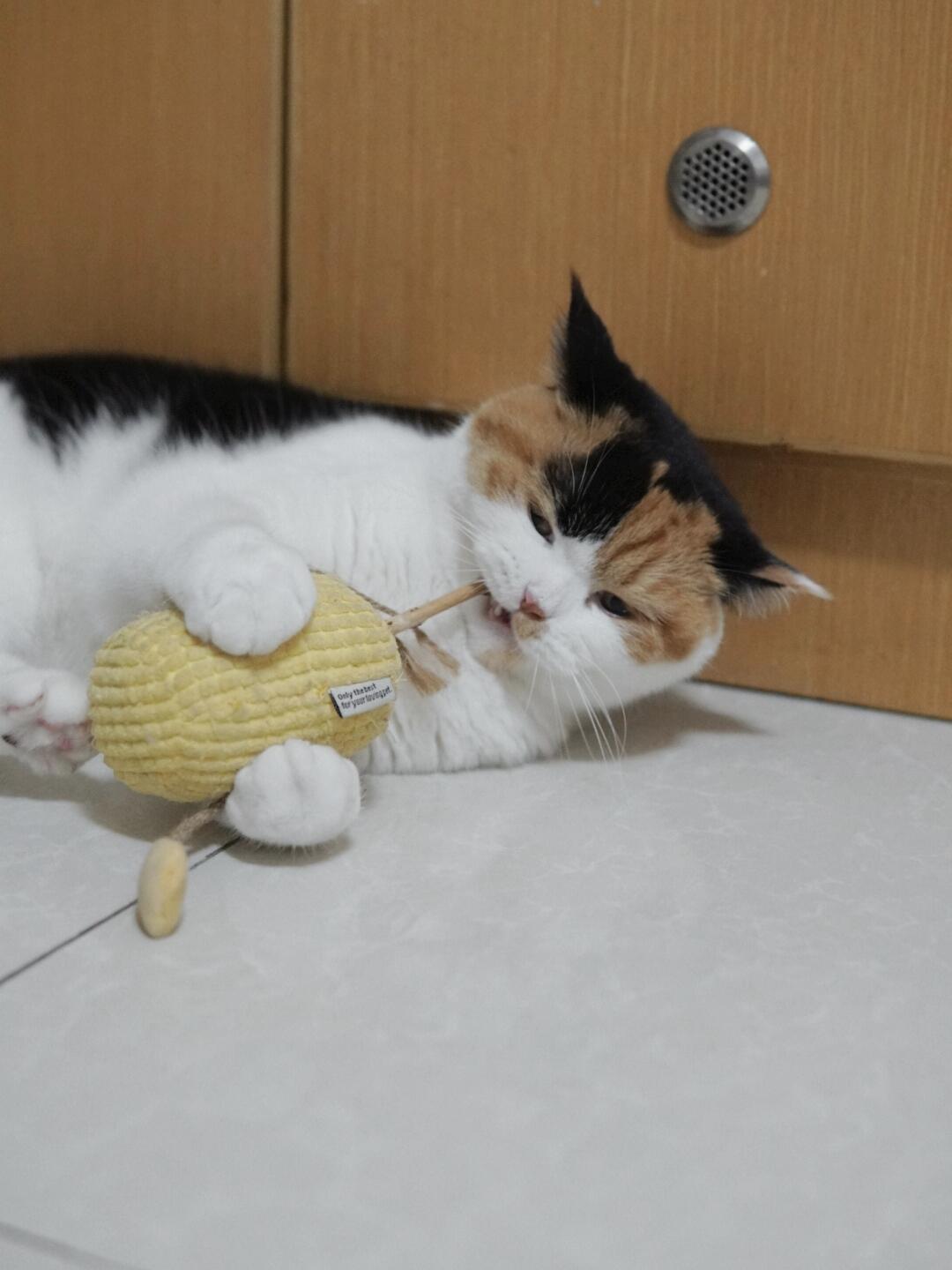 三花猫，一种神奇的猫