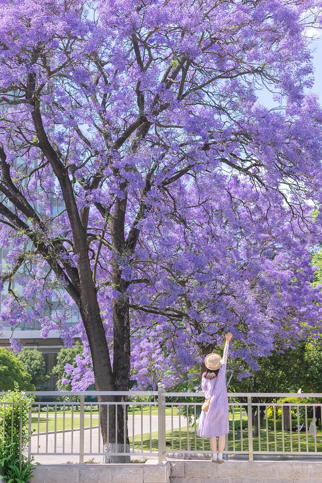 一棵树就是…春城盛大的春天💜…附赏花时刻表