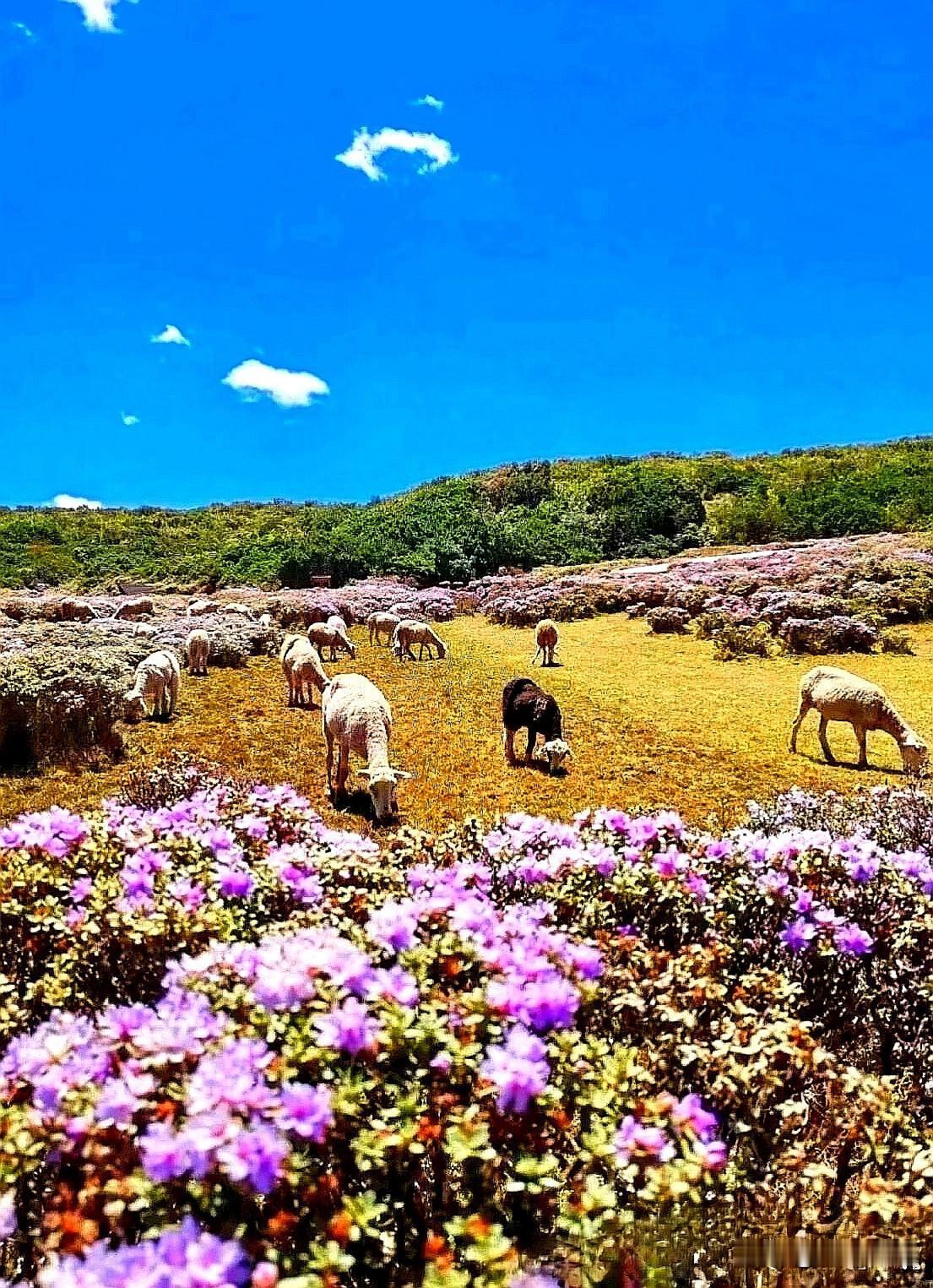 纯天然原始高山杜鹃花海，刚刚出世，以前一直深藏，不是毕节，不是云南，在凉山这一