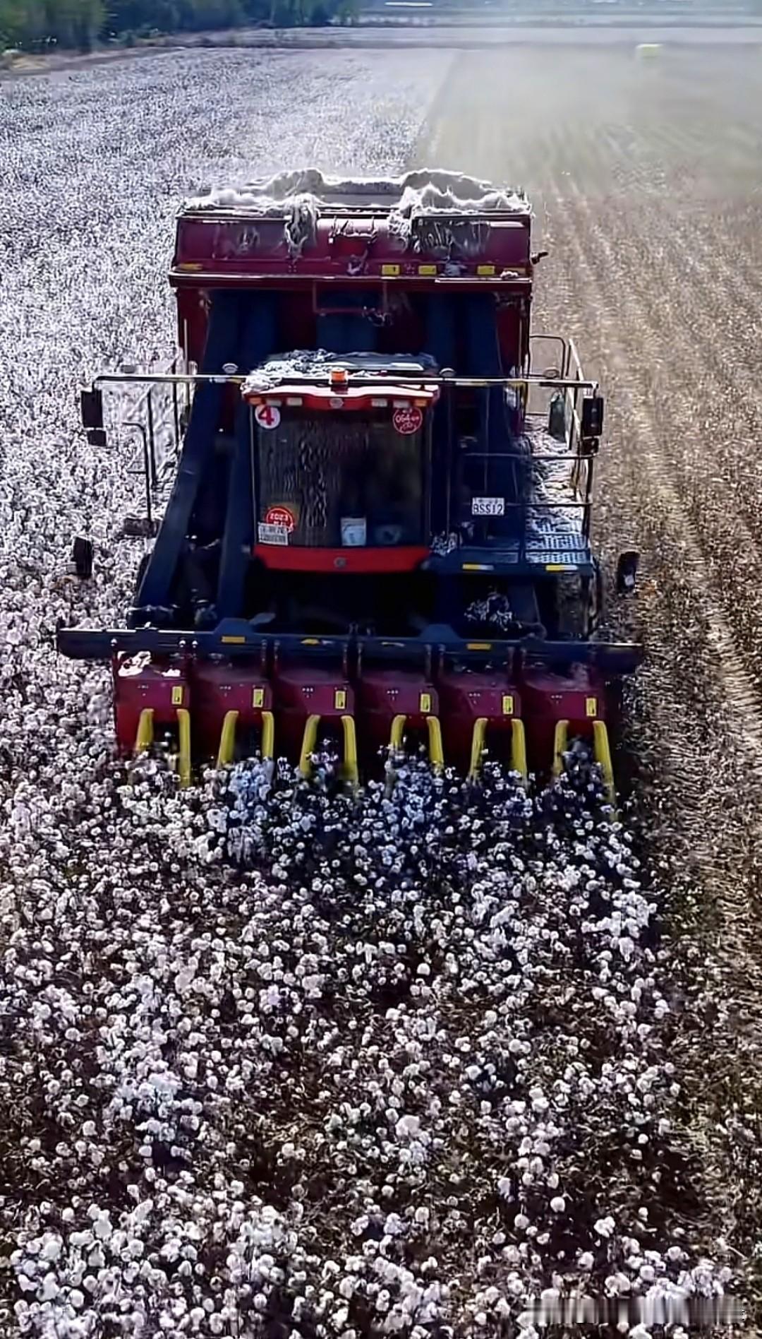 看看新疆棉花的收获现场，全区机采率已经由2020年的75%提升至2025年的90