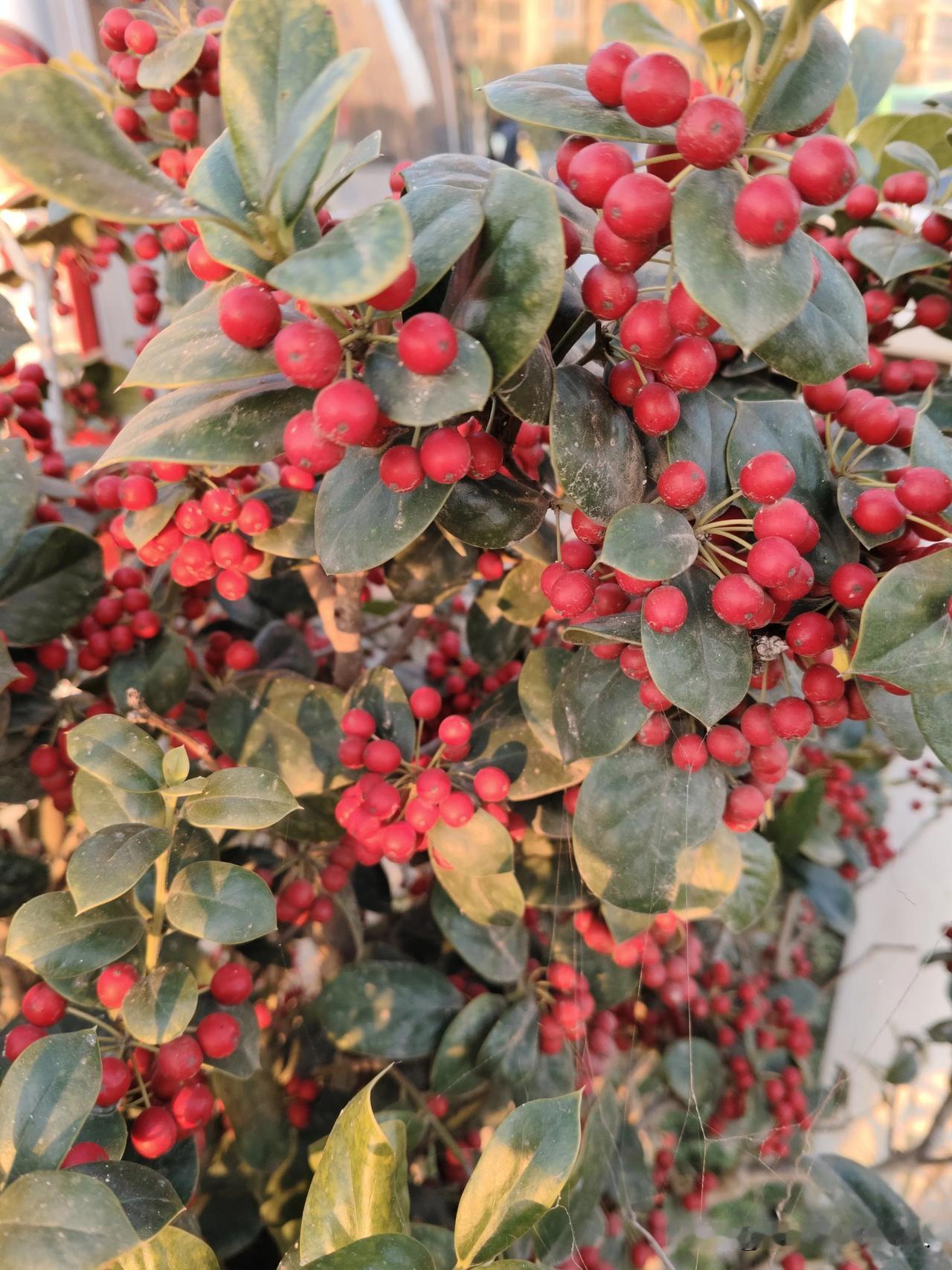 今天去闺蜜家串门，一进门她就拽着我往阳台跑，那兴奋劲儿跟中了奖似的——“快看我这