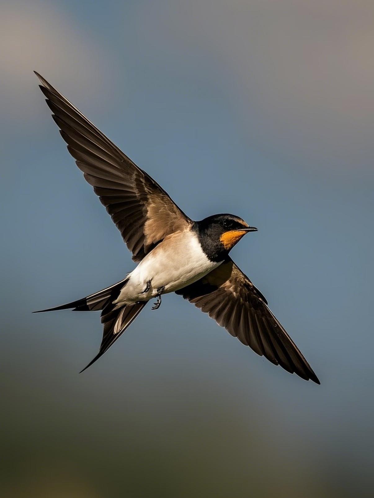 给燕子装上追踪器，我们几代人的“常识”彻底塌房：它们南飞，根本不是去海南！我们